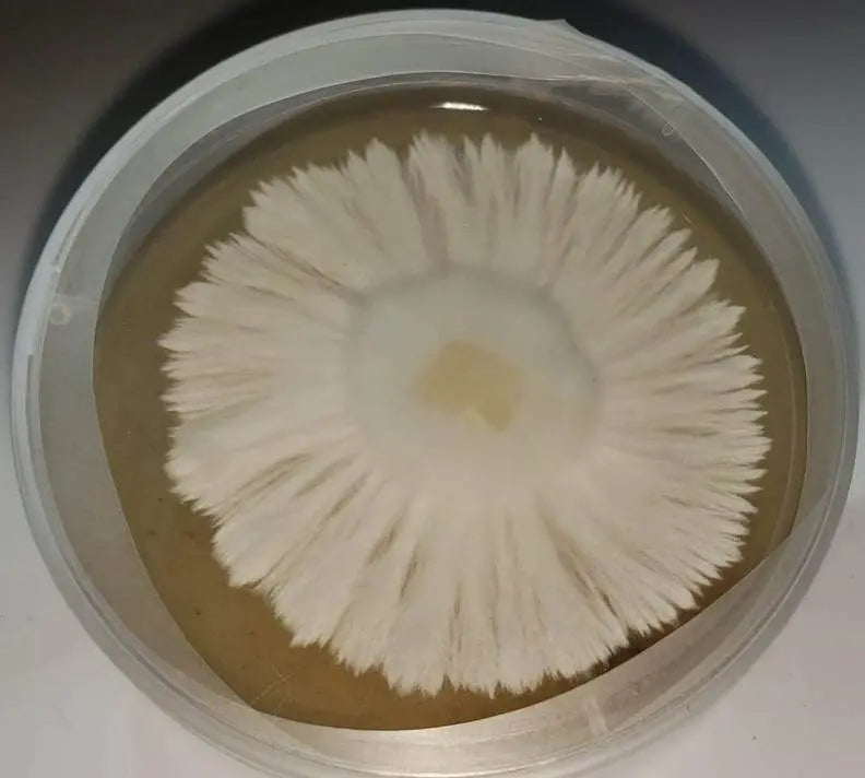 Archival Toadwood mycelium culture growing radially on agar in a Petri dish