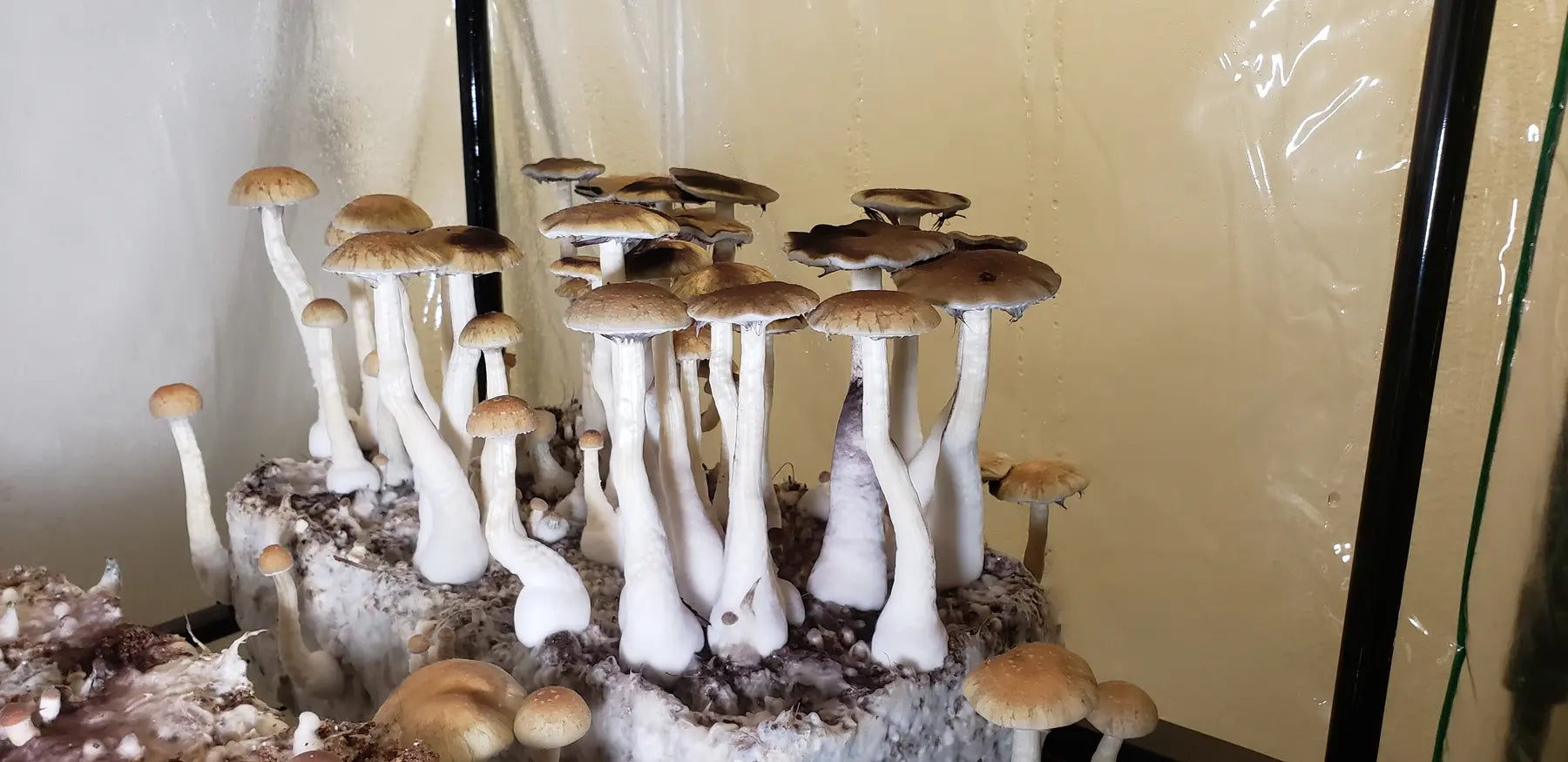 Archival Toadwood cultivation system with a mature biological run